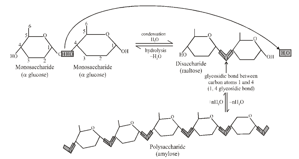 Sugar Part in Carbohydrates